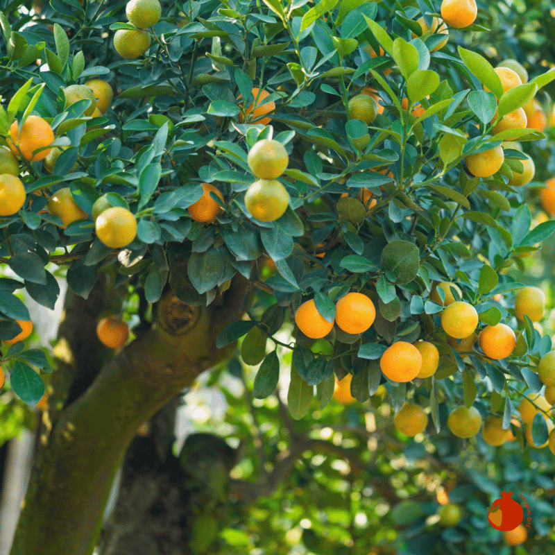 frutas para empresas-2 frutas para oficinas